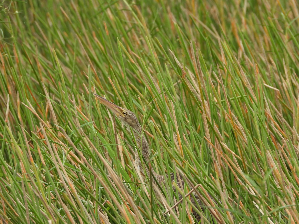 Pinnated Bittern - ML640690679