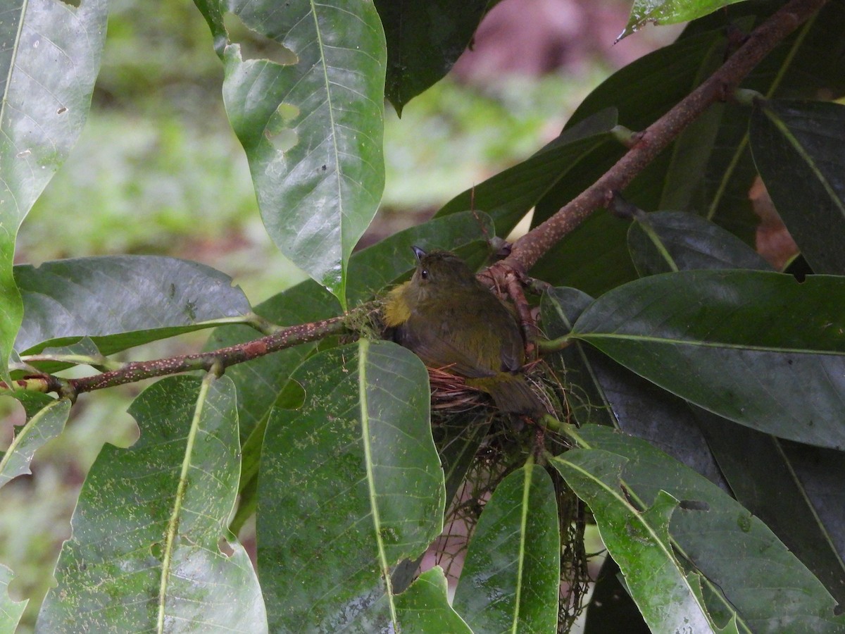 White-collared Manakin - ML640690745