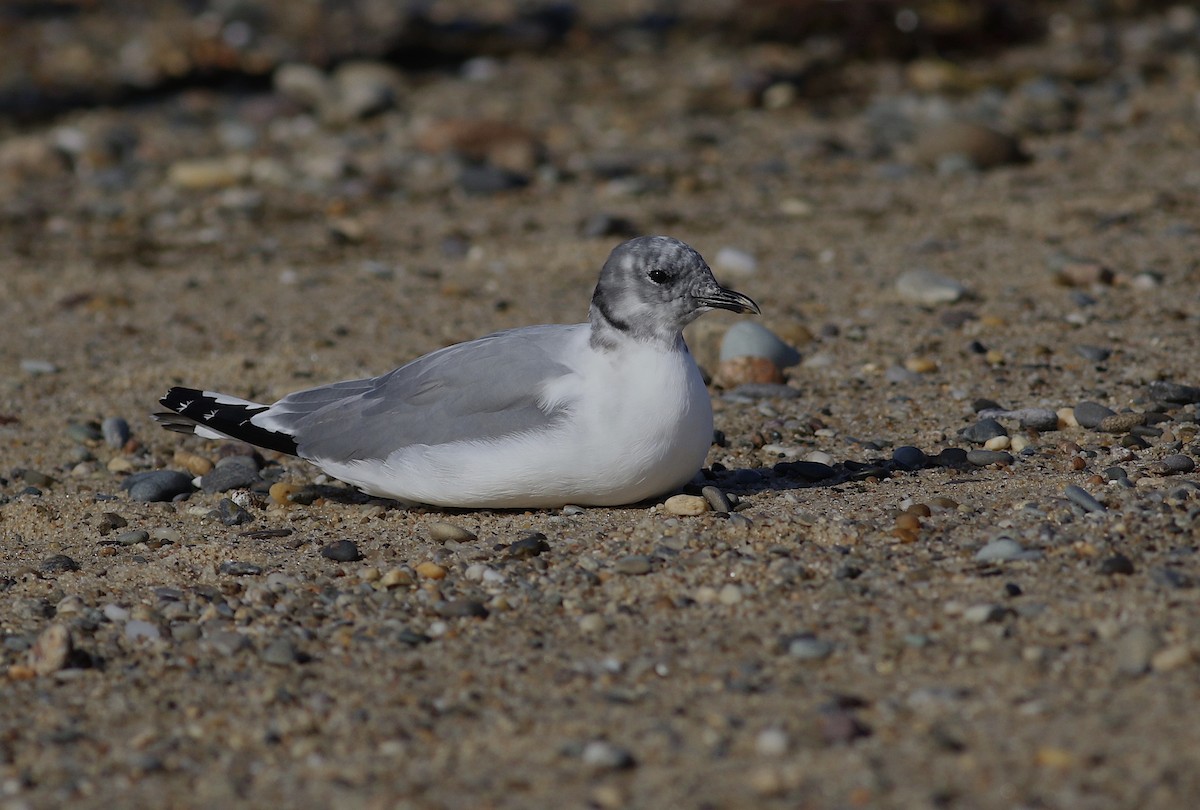 Sabine's Gull - ML640690748