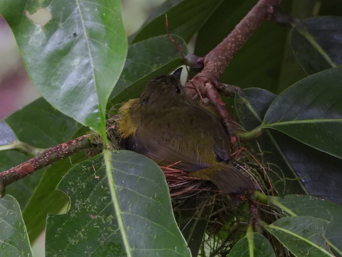 White-collared Manakin - ML640690761