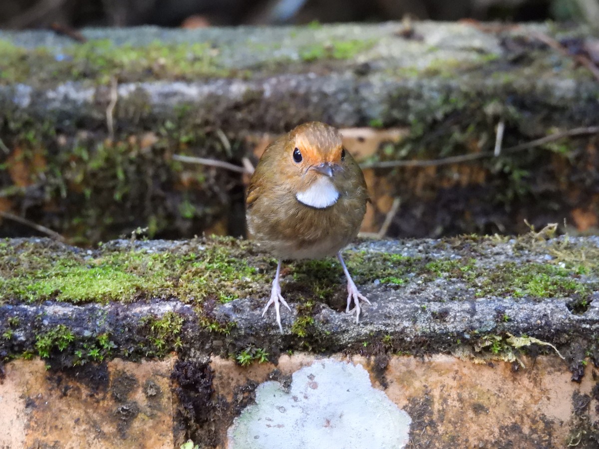Rufous-browed Flycatcher - ML640690789