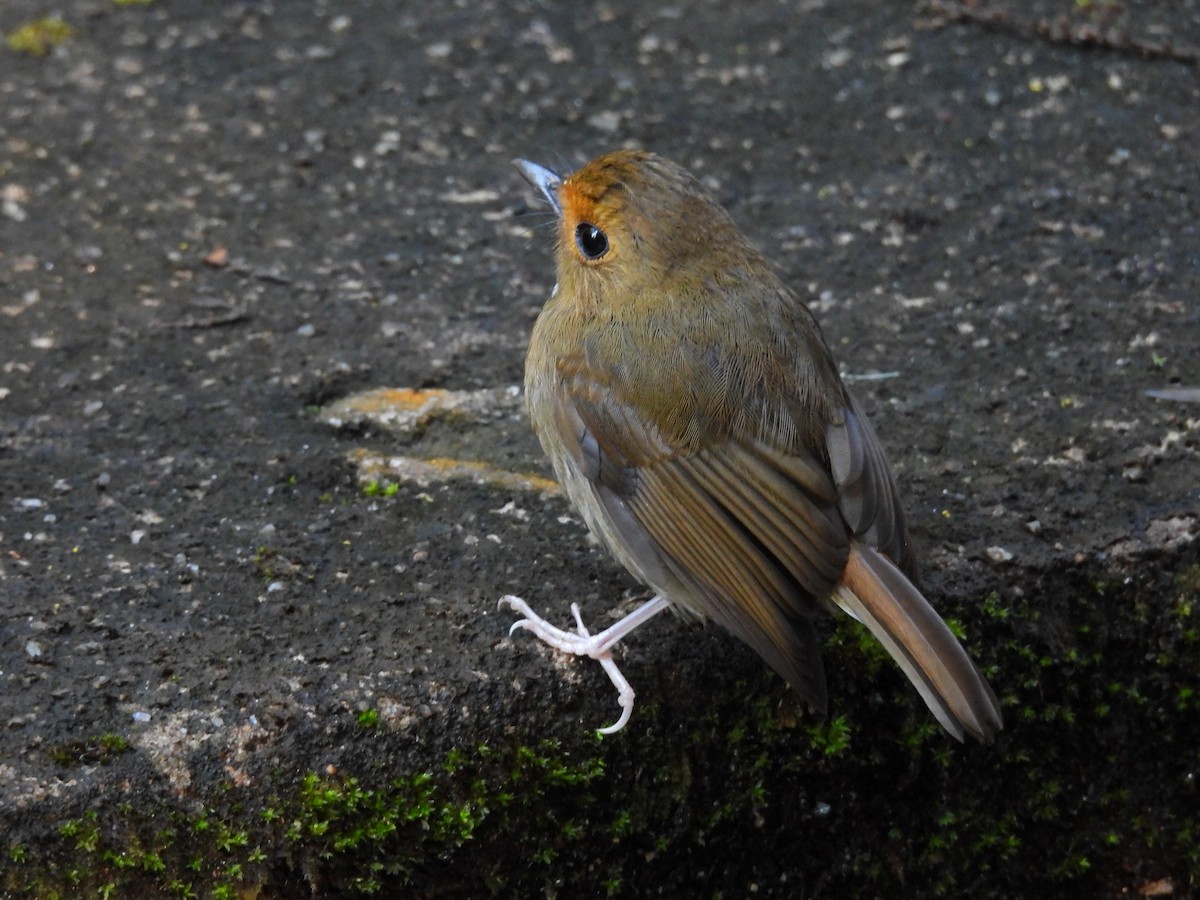 Rufous-browed Flycatcher - ML640690790
