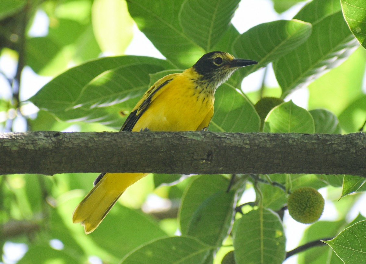 Black-hooded Oriole - ML640690823