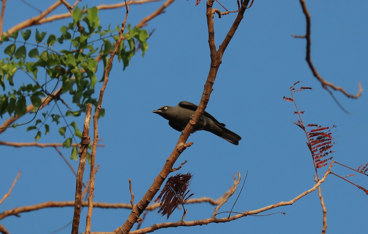 Bar-bellied Cuckooshrike - ML640690839