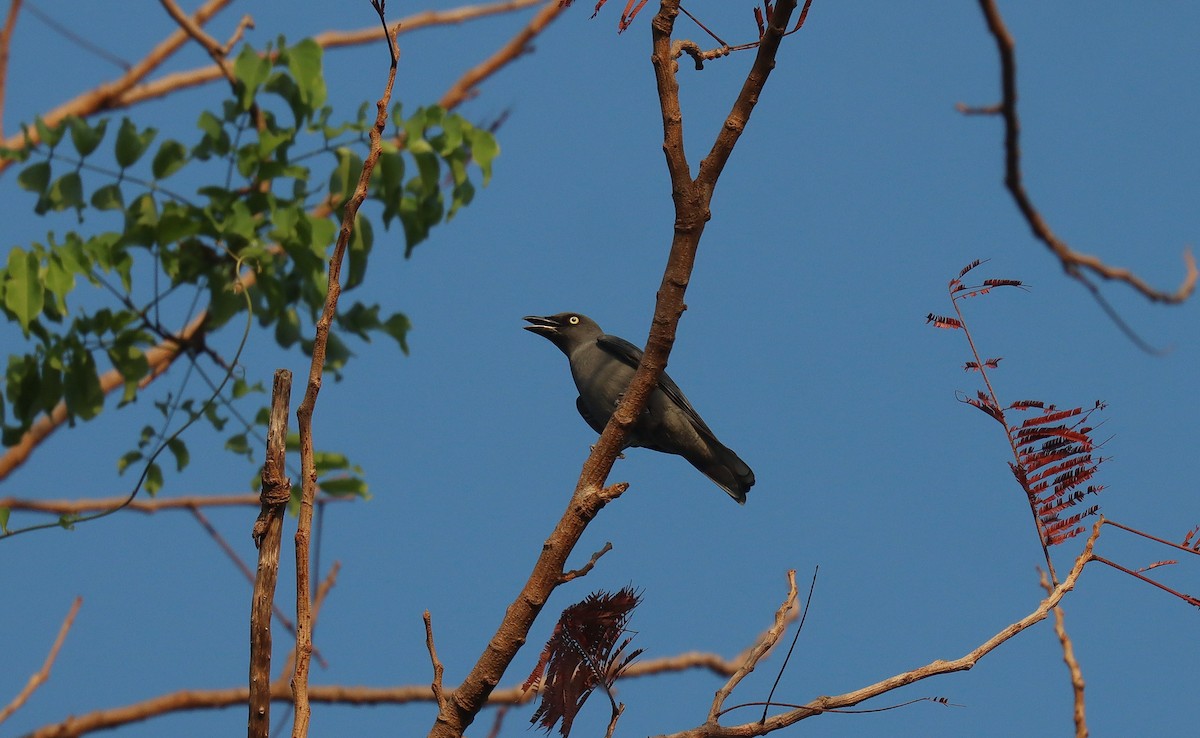 Bar-bellied Cuckooshrike - ML640690840