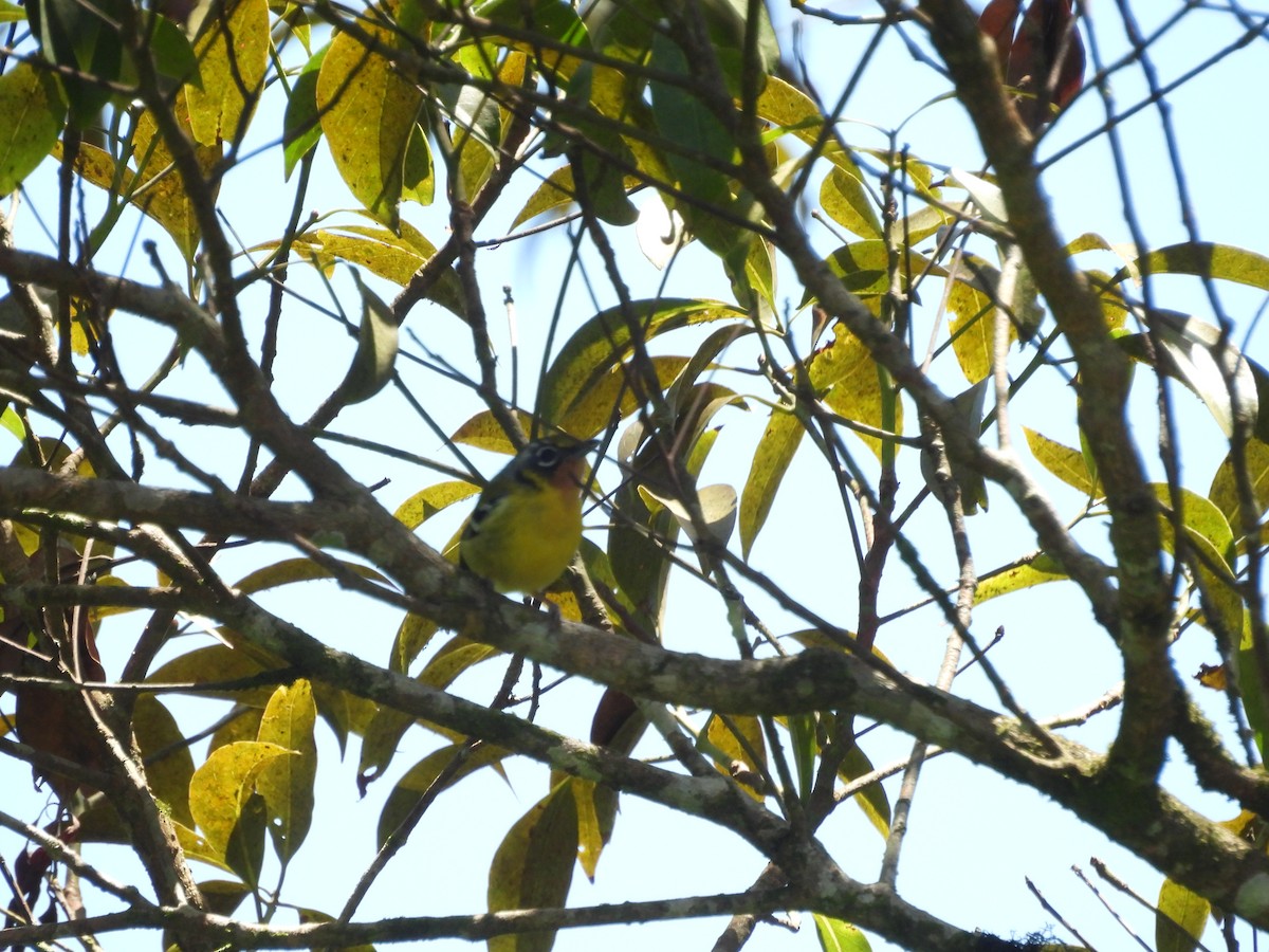 Black-eared Shrike-Babbler - ML640690851