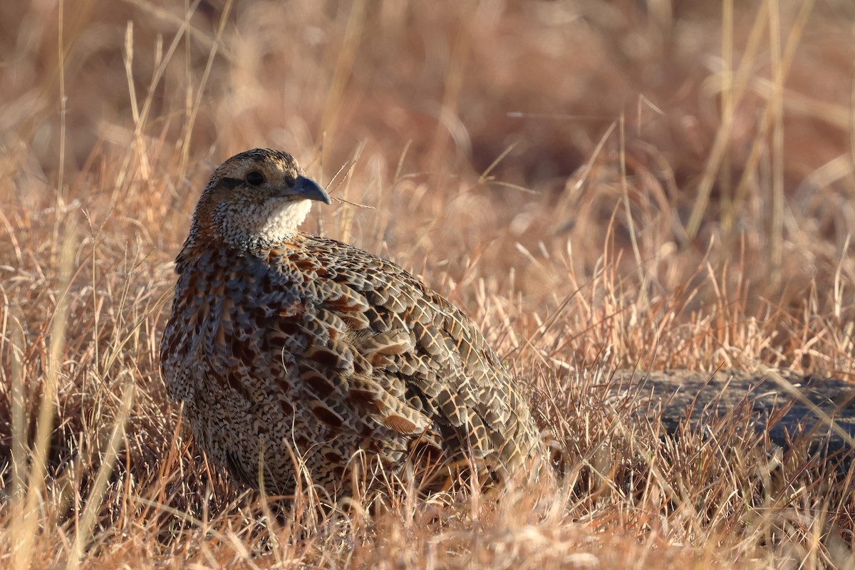 Gray-winged Francolin - ML640690897