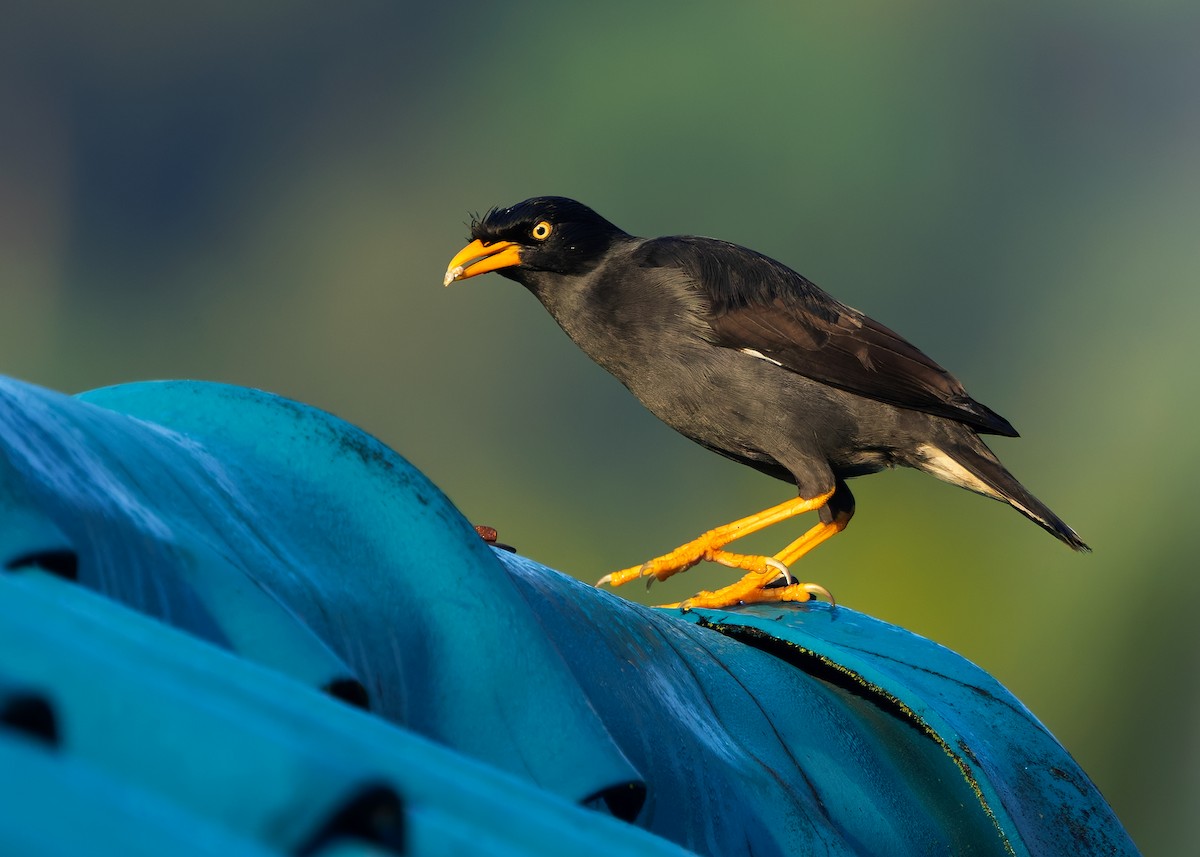 Javan Myna - ML640690914