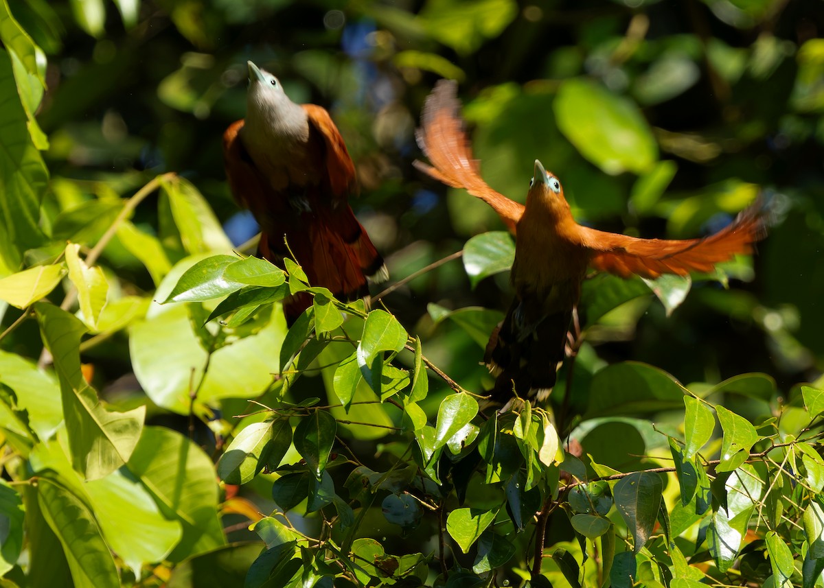 Raffles's Malkoha - ML640690935