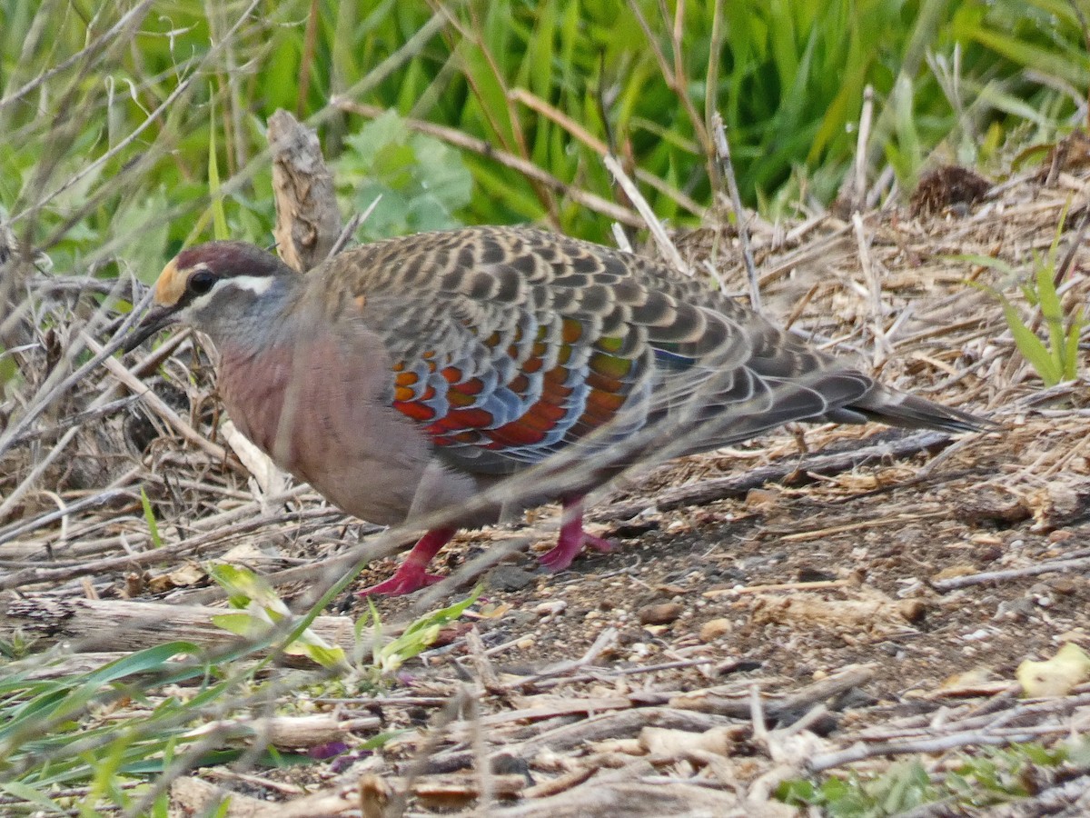 Common Bronzewing - ML640690940