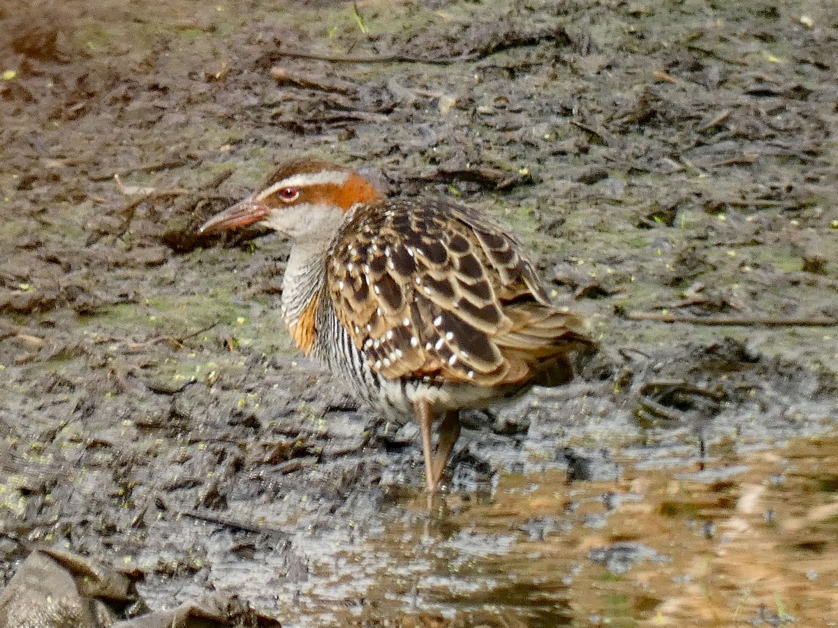 Buff-banded Rail - ML640690941