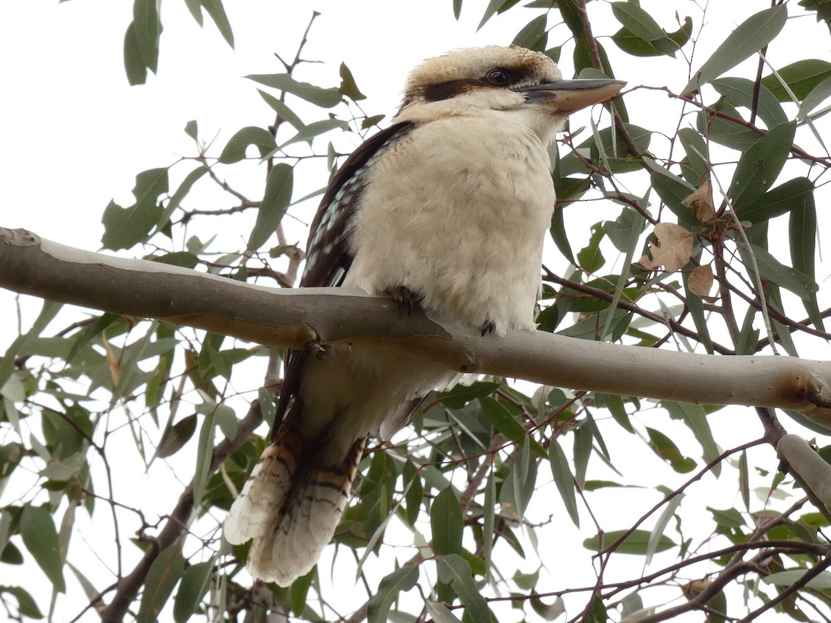 Laughing Kookaburra - ML640690948