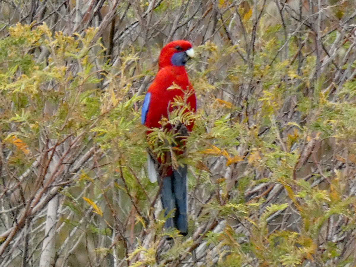 Crimson Rosella - ML640690955