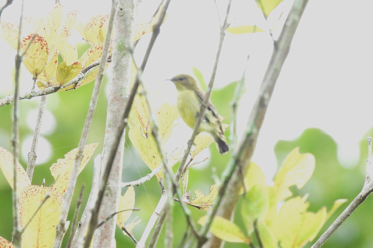 Crimson-backed Sunbird - ML640690956