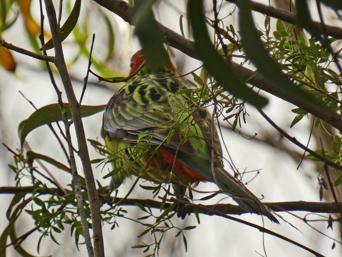 Eastern Rosella - ML640690963