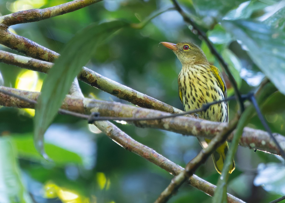 Dark-throated Oriole - ML640690974