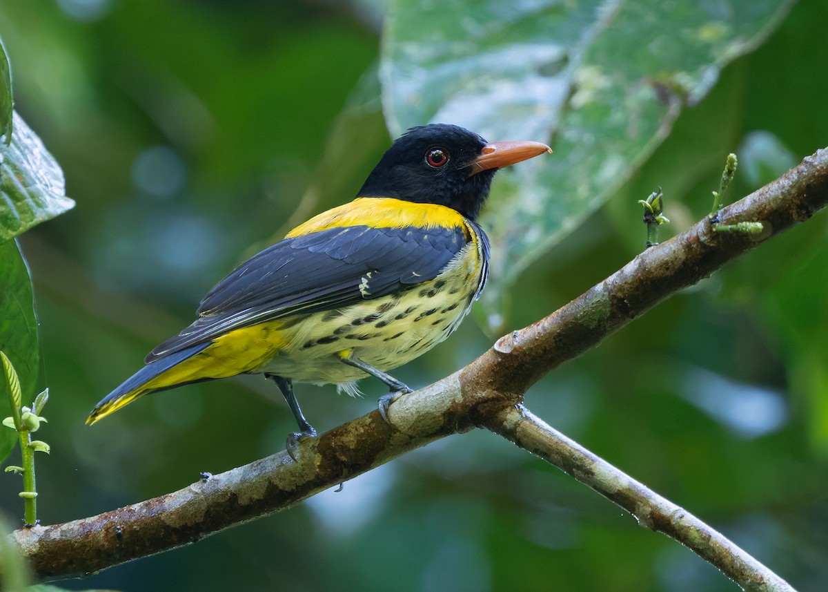 Dark-throated Oriole - ML640690975
