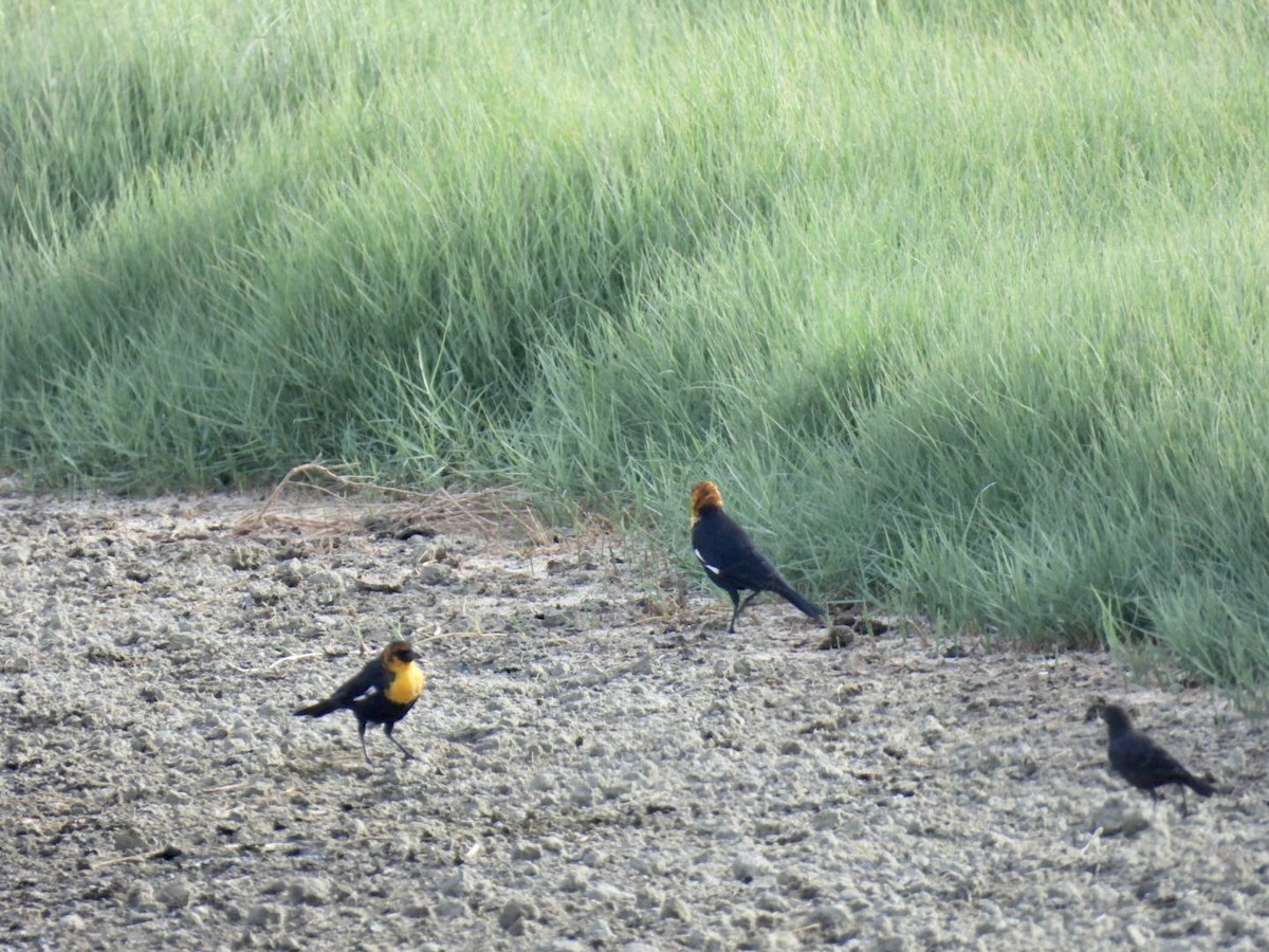 Yellow-headed Blackbird - ML640690984