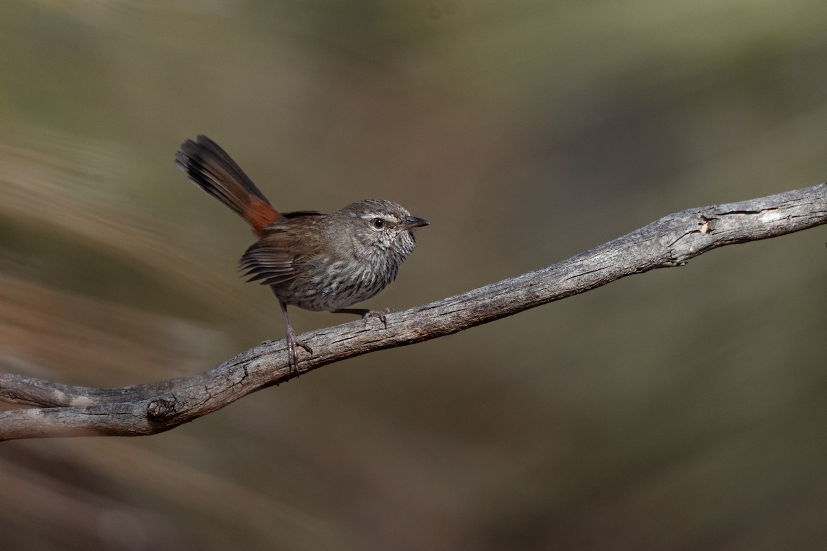 Chestnut-rumped Heathwren - ML640690987