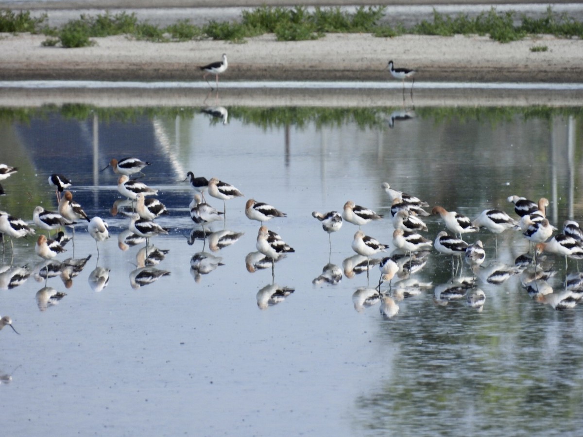 American Avocet - ML640690992