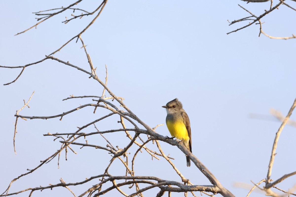 Western Yellow Robin - ML640691074