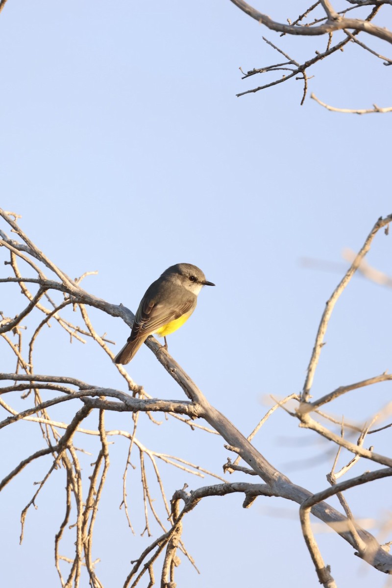 Western Yellow Robin - ML640691075