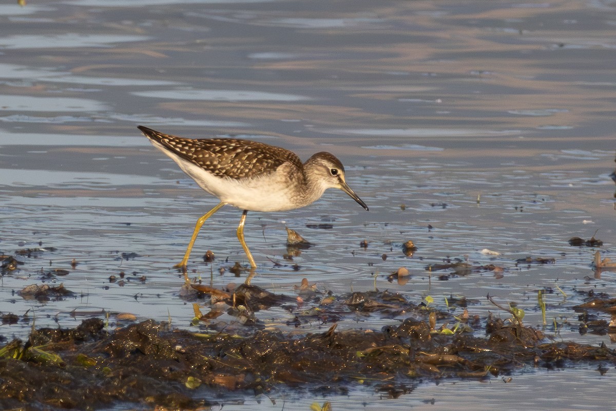 Wood Sandpiper - ML640691079