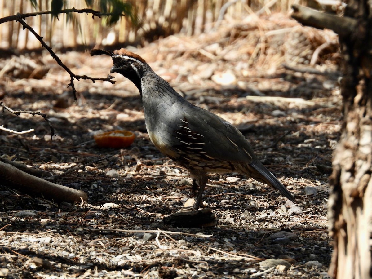 Gambel's Quail - ML640691131