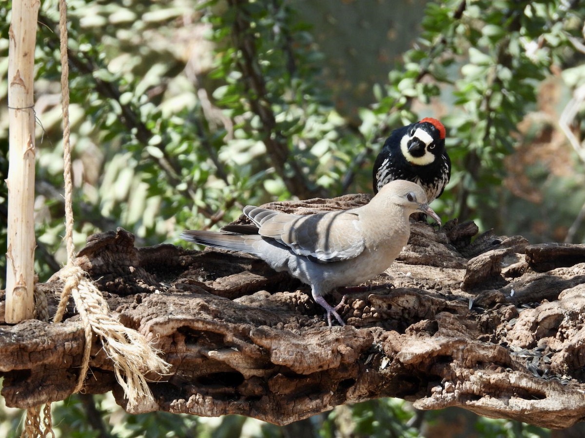 White-winged Dove - ML640691134