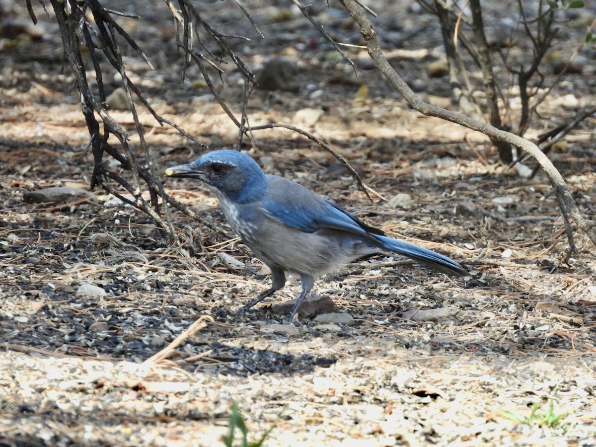 Woodhouse's Scrub-Jay - ML640691136
