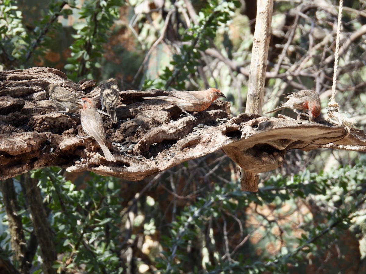 House Finch - ML640691141