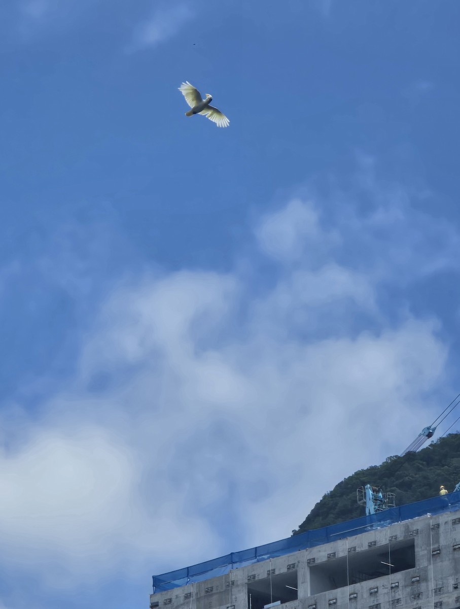 Yellow-crested Cockatoo - ML640691162