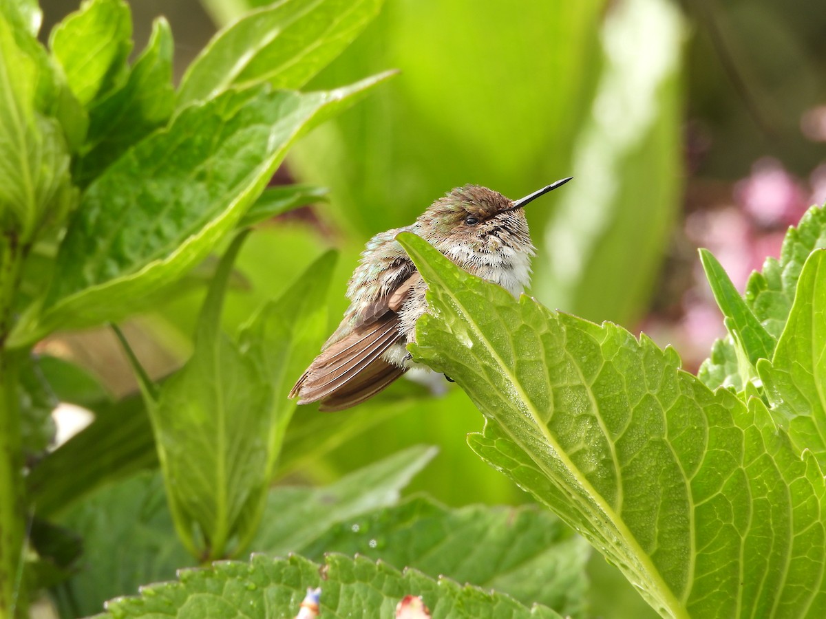 Volcano Hummingbird - ML640691175