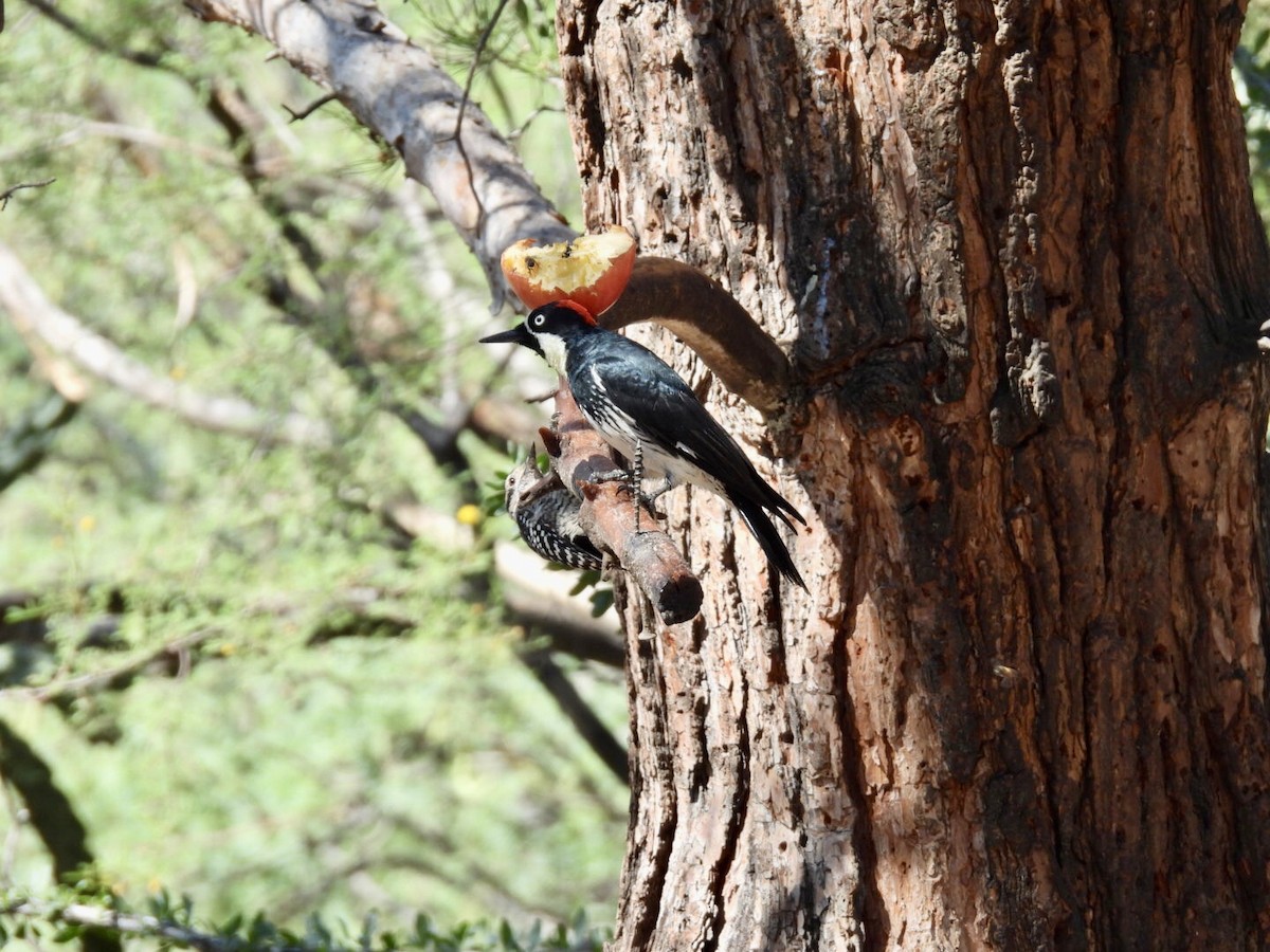 Acorn Woodpecker - ML640691181