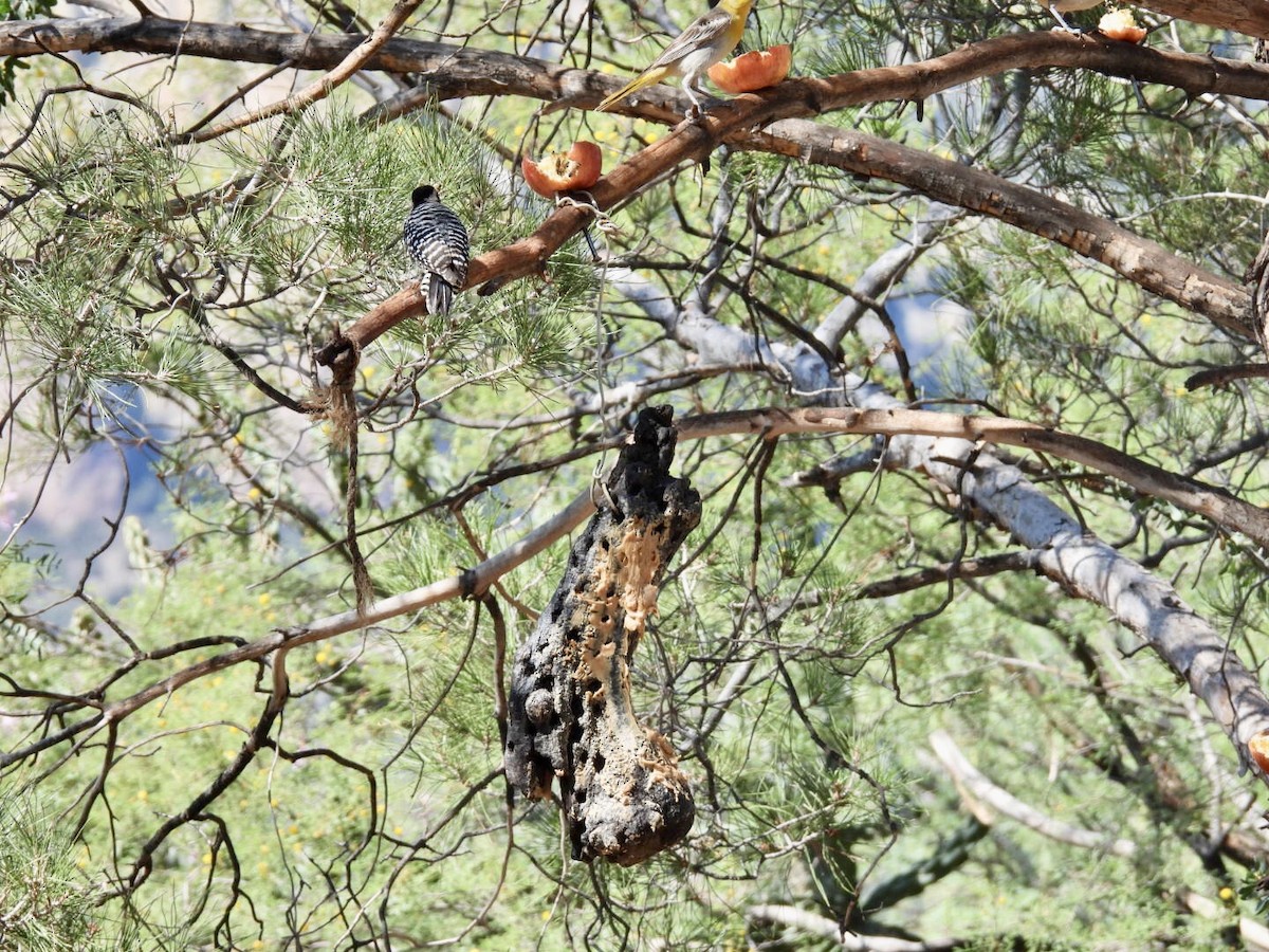 Ladder-backed Woodpecker - ML640691184