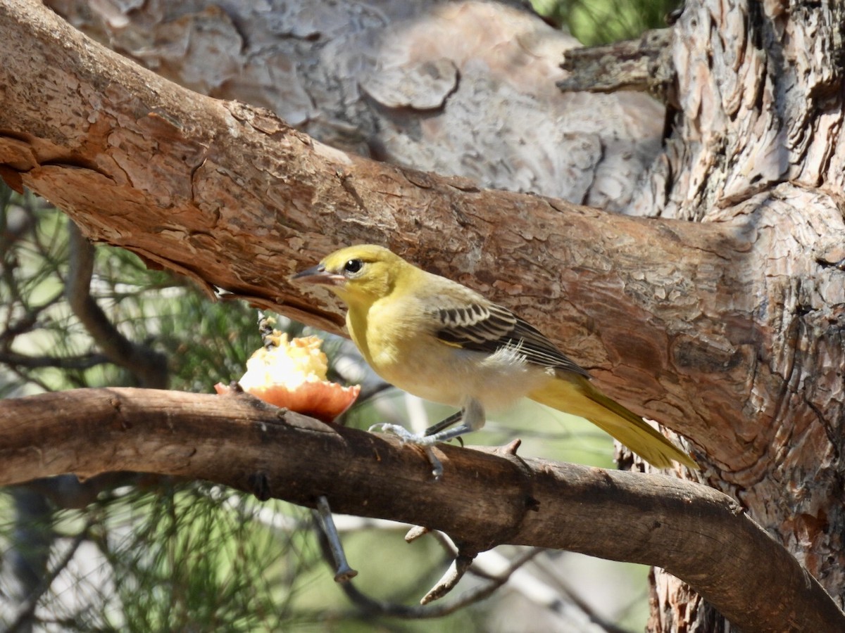 Bullock's Oriole - ML640691201