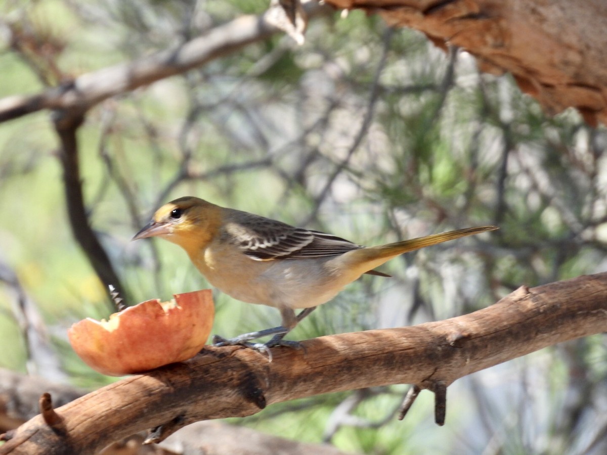 Bullock's Oriole - ML640691202