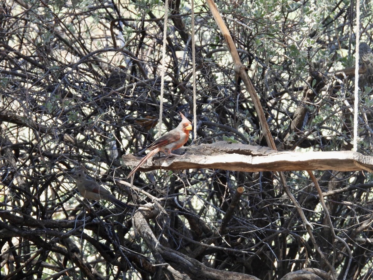 Pyrrhuloxia - ML640691207