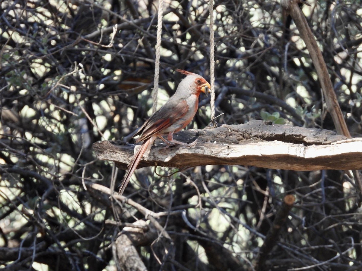 Pyrrhuloxia - ML640691208