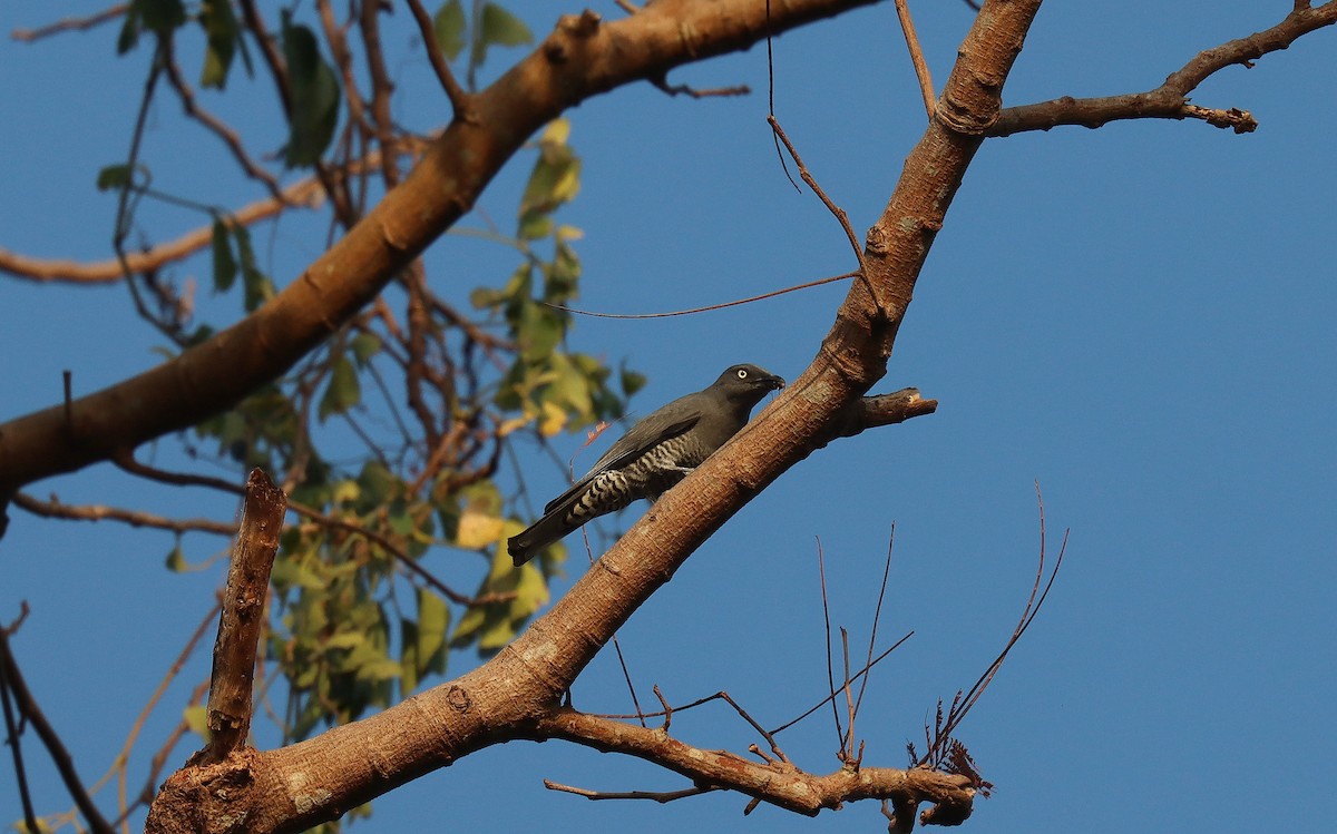 Bar-bellied Cuckooshrike - ML640691215