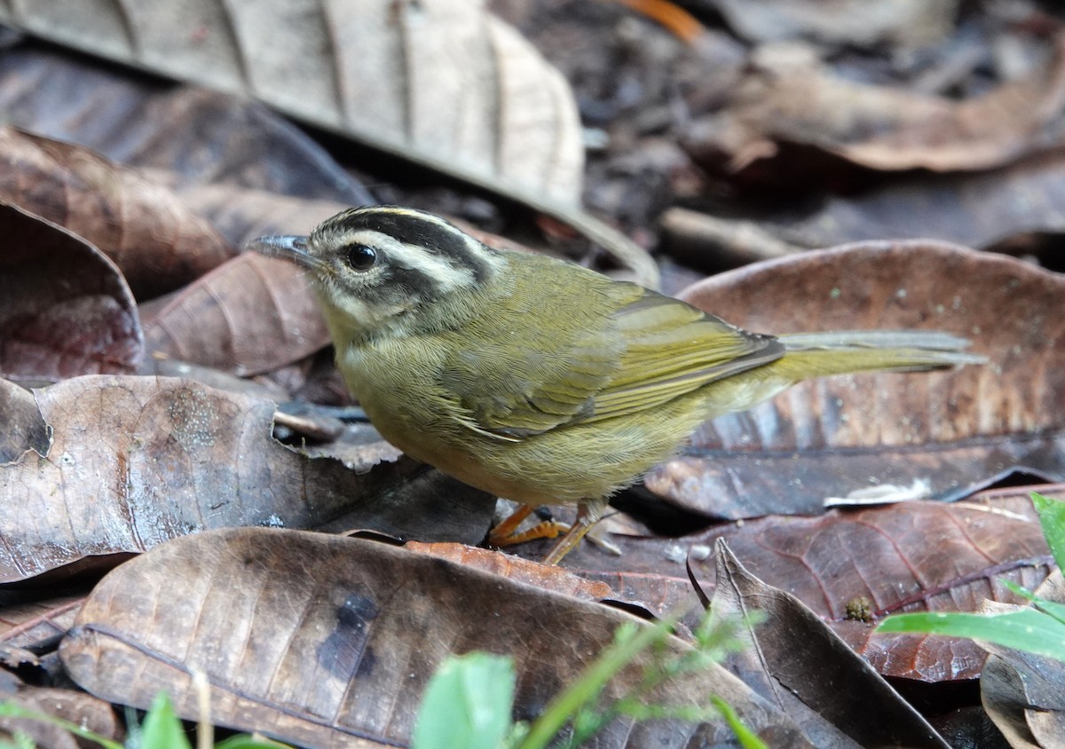 Three-striped Warbler - ML640691244