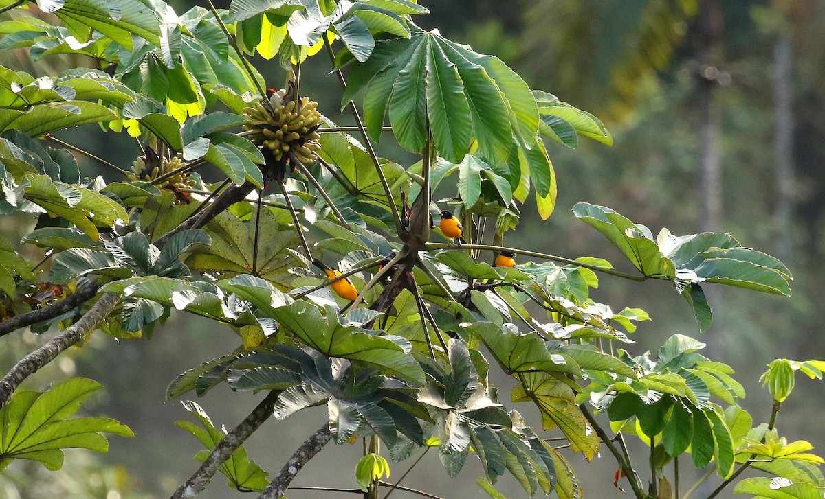svarthaketanagar - ML640691250