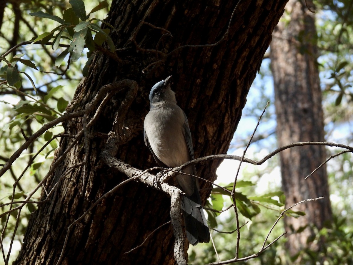 Mexican Jay - ML640691270