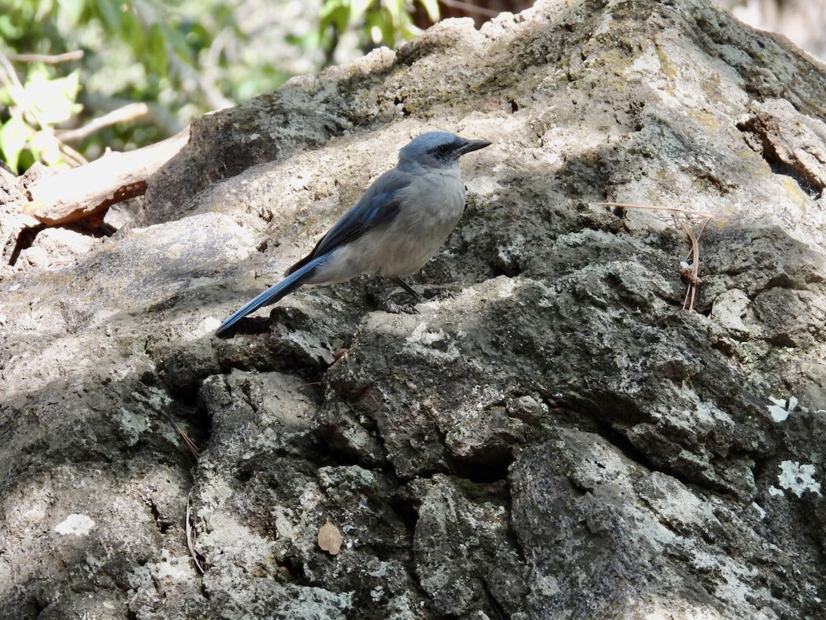 Mexican Jay - ML640691271