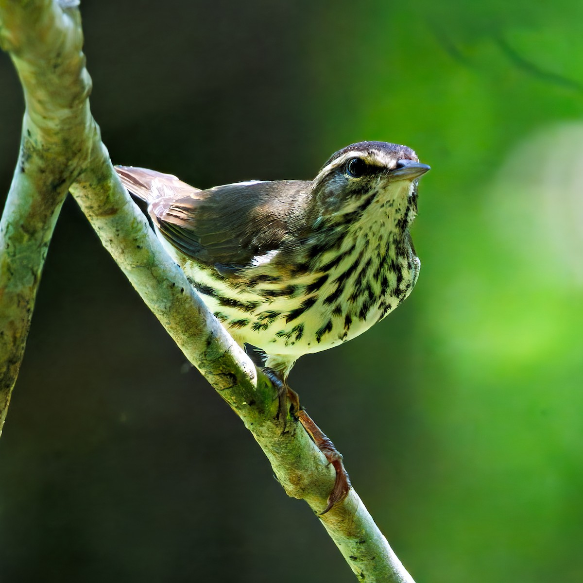 Louisiana/Northern Waterthrush - ML640691283