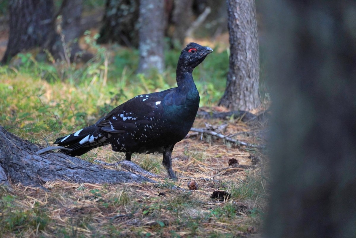 Sibirya Orman Tavuğu - ML640691328