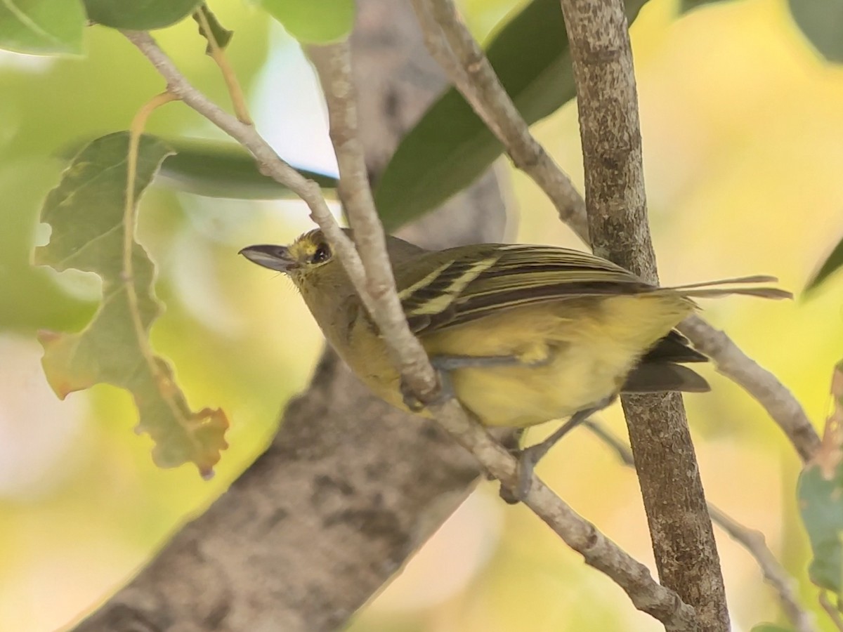 arawakvireo - ML640691347