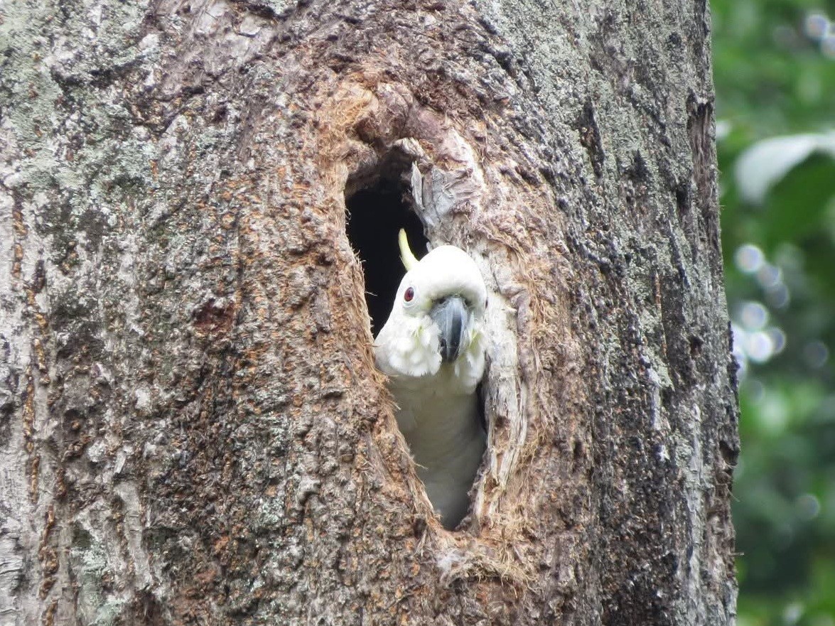 Yellow-crested Cockatoo - ML640691348