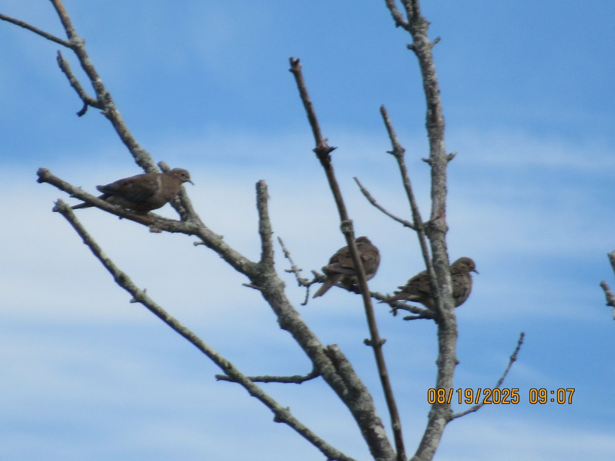 Mourning Dove - ML640691361