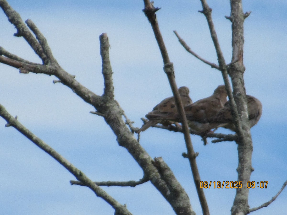 Mourning Dove - ML640691362